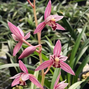 精品兰花苗建兰市长红经典红花红草老品种勤花勤芽四季兰铭品夏季