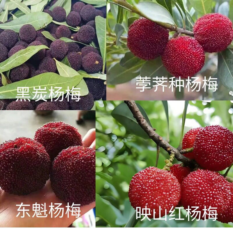 大量冷冻杨梅黑炭映山红东魁荸荠杨梅都有散装袋装都可以联系客服