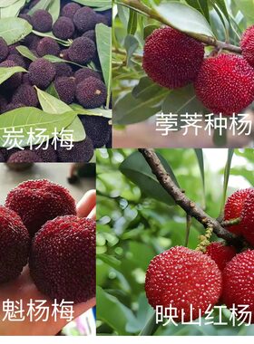 大量冷冻杨梅黑炭映山红东魁荸荠杨梅都有散装袋装都可以联系客服