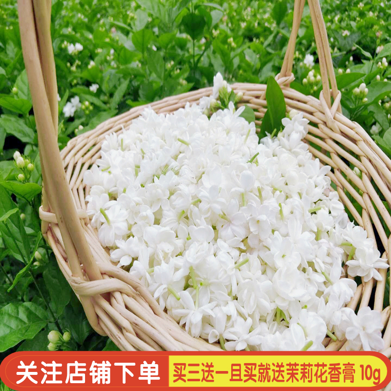 茉莉细胞液精粹液500ml提亮补水