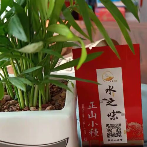 2026年五里场～水之味（桐木小赤甘）