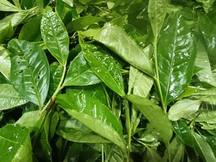 五里场～2025年桐木大白老枞红茶