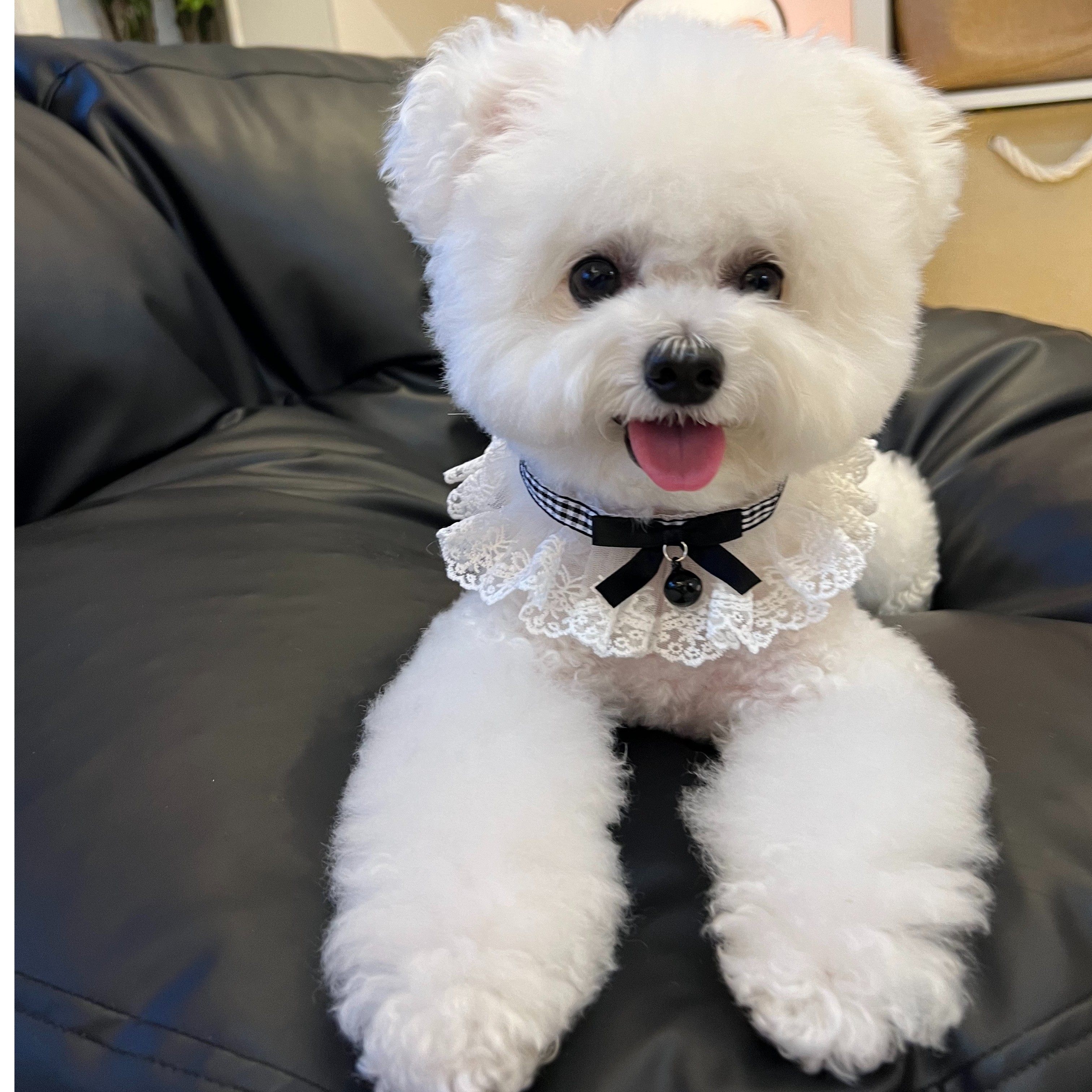 手工宠物围脖编织项圈蕾丝领结猫狗兔铃铛口水巾拍照蝴蝶结