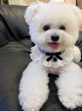 手工宠物围脖编织项圈蕾丝领结猫狗兔铃铛口水巾拍照蝴蝶结