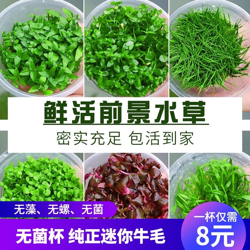 无菌杯水草新款造景植物新手矮珍珠 迷你牛毛草 迷你血心兰无菌杯