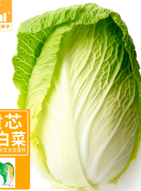 大白菜种子菜籽白菜种子ideal理想农业理想种业秋锦和大白菜种子