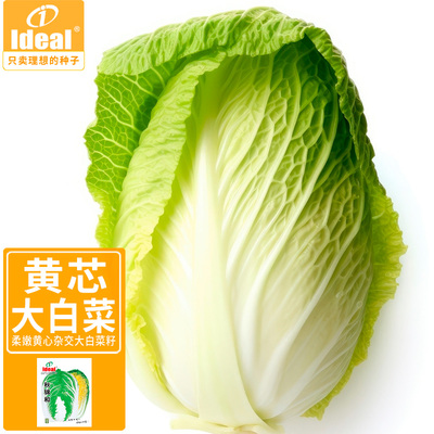 ideal理想农业绿叶黄心大白菜