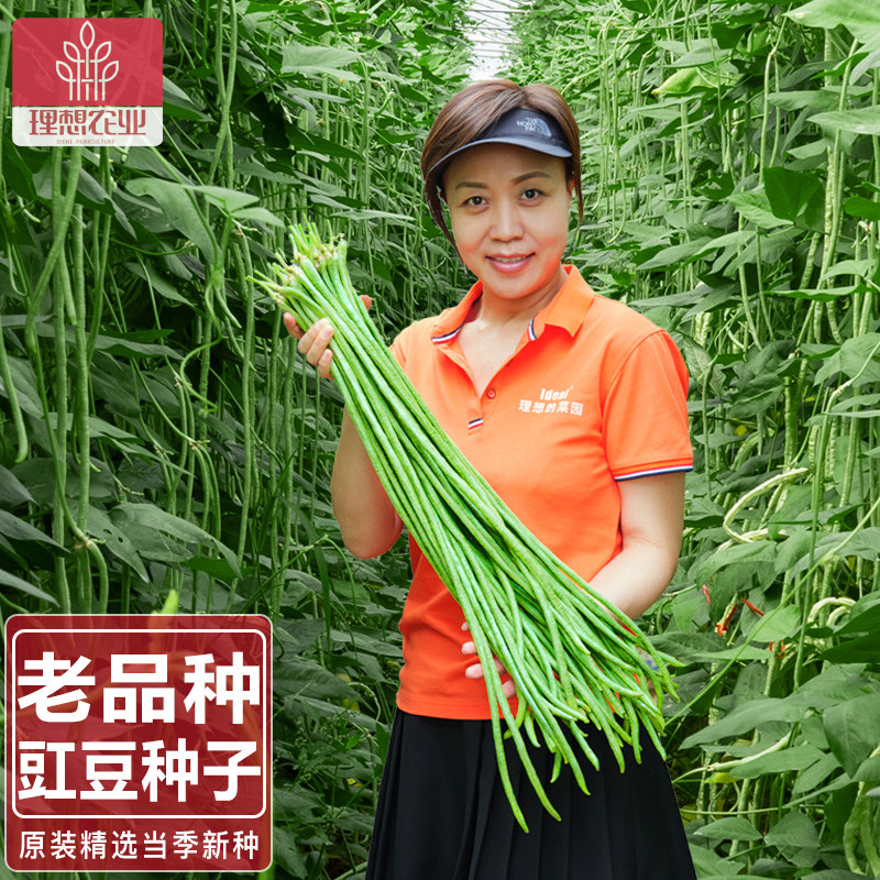 老品种豇豆种子豇豆豆子豇豆不搭架子种子理想农业荚天下三号