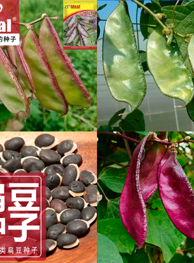 扁豆种子种籽四季豆角梅豆角红眉豆蔬菜梅豆孑架豆不老豆角猪耳