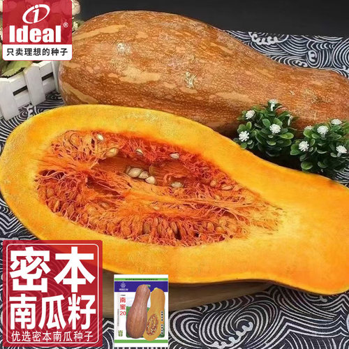 南瓜种子老品种蜜本南瓜种籽老南瓜种子早熟春秋季播理想农业高产