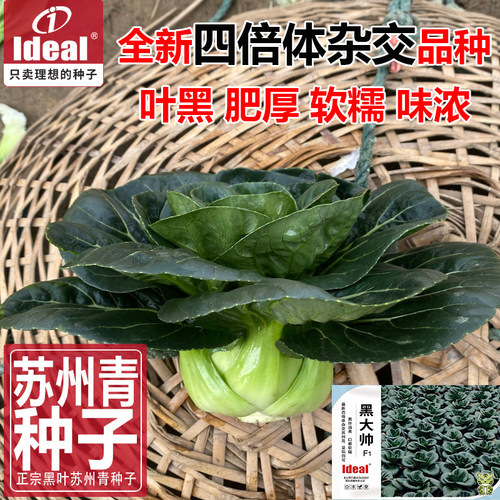 青菜种子黑叶矮脚苏州青种子太湖菜种子秋冬理想农业乌油油黑大帅