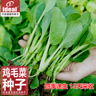 鸡毛菜菜籽种子种籽 小白菜青菜油菜上海青阳台蔬菜种孑大全 四季