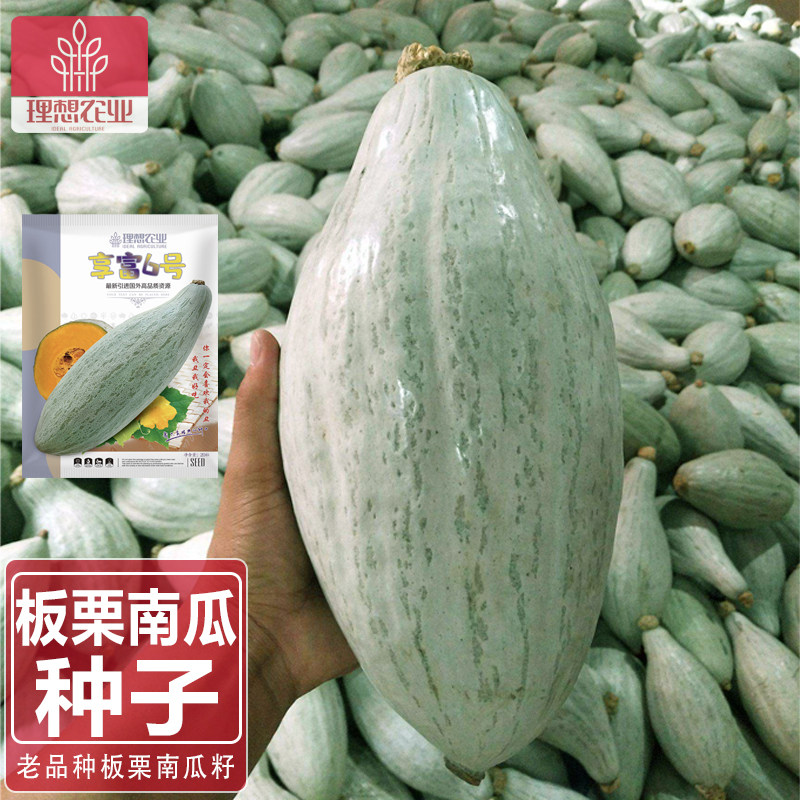 贵族丑南瓜种籽金丝板栗南瓜种子早熟春秋季播甜面阳台蔬菜理想