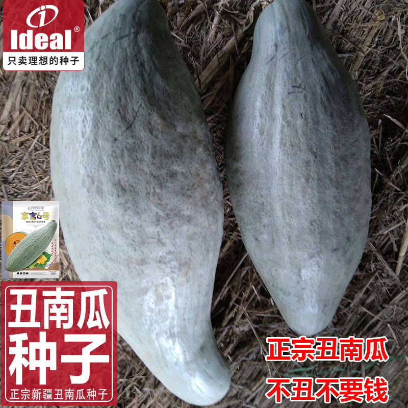 南瓜种子云南丑南瓜种子丑南瓜籽新疆贵族南瓜种子金丝板栗南瓜籽