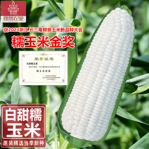 江浙新品种甜糯玉米种子大全