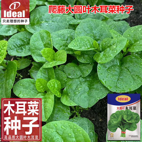 理想农业木耳菜种子特大圆叶肉厚