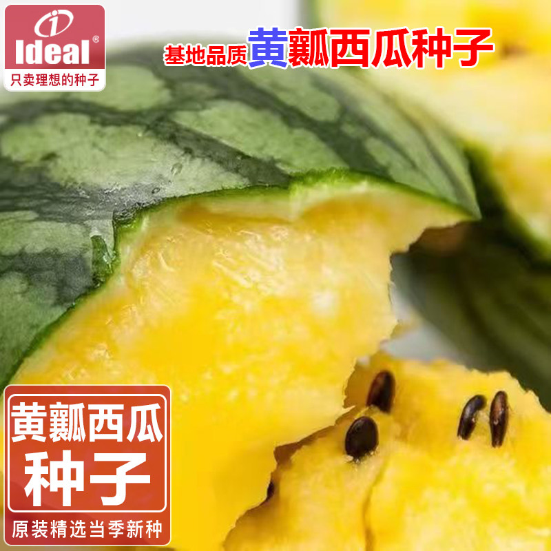 西瓜种子黄瓤西瓜籽小兰西瓜种子特小凤江淮园艺兰妃理想农业