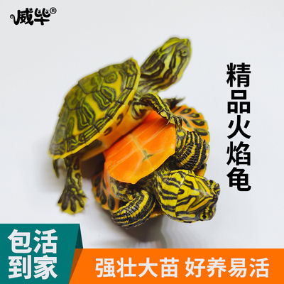 冷水精品火焰龟包活包全品