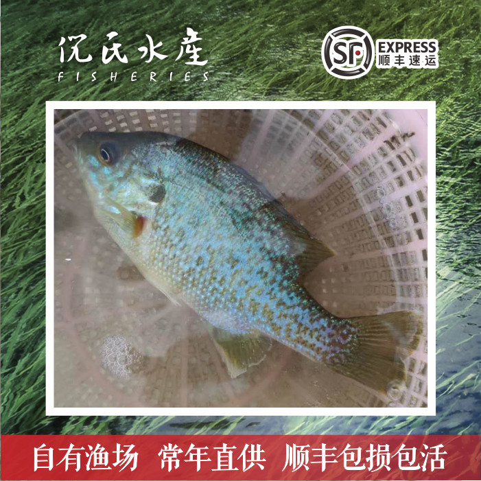 鱼苗太阳鱼冷淡水养殖鱼活体