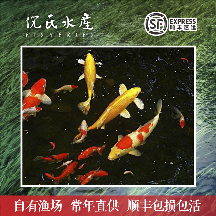 小型好养纯种淡水观赏鱼