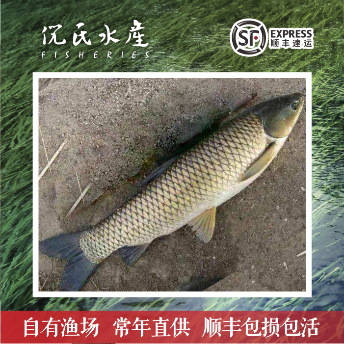 特大草鱼苗草鲩草混草皖鲫鱼青鱼苗花鲢鱼苗淡水养殖活体纯氧打包