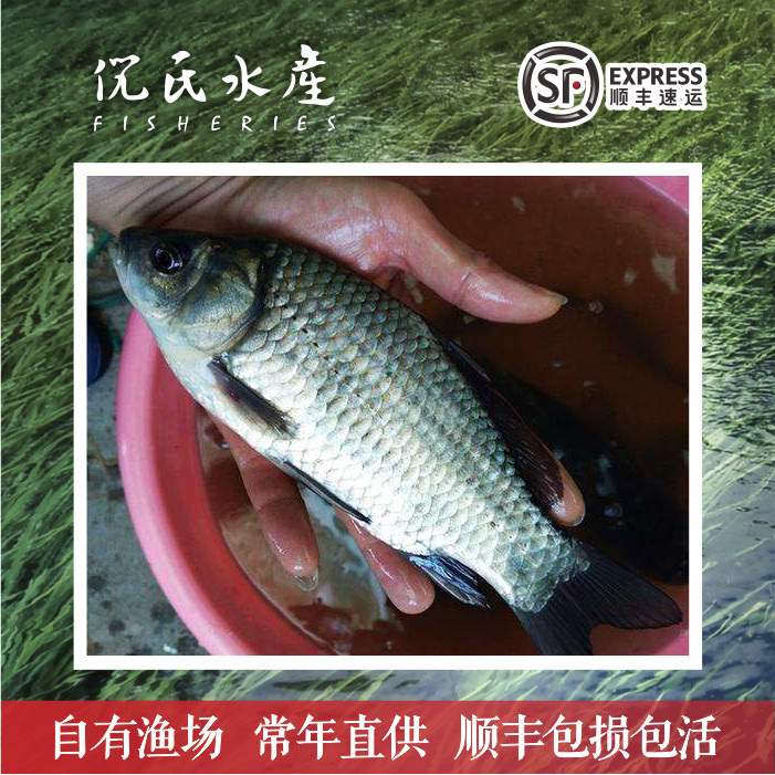 中科三号五号方正银鲫鱼活体淡水养殖专用鱼苗大板鲫顺丰包邮包活