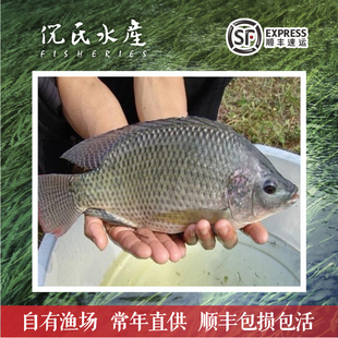 新吉富罗非鱼苗 杂交非洲鲫鱼苗 福寿鱼苗池塘养殖鱼活体淡水包邮
