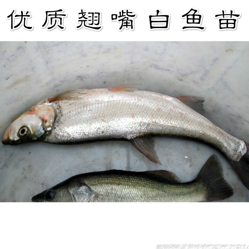 米级翘嘴白鱼苗淡水养殖活体小鱼苗翘嘴红鲌白条白丝苗翘壳刁子鱼