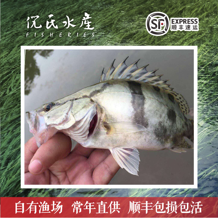 桂花鱼季花鱼鳜鱼桂鱼养殖活鱼苗
