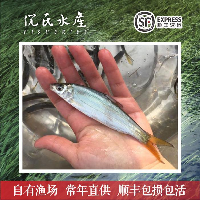 黄尾鱼苗  黄尾苗黄尾巴黄姑子淡水冷水养殖专用活体鱼苗包邮批发 - 实物图