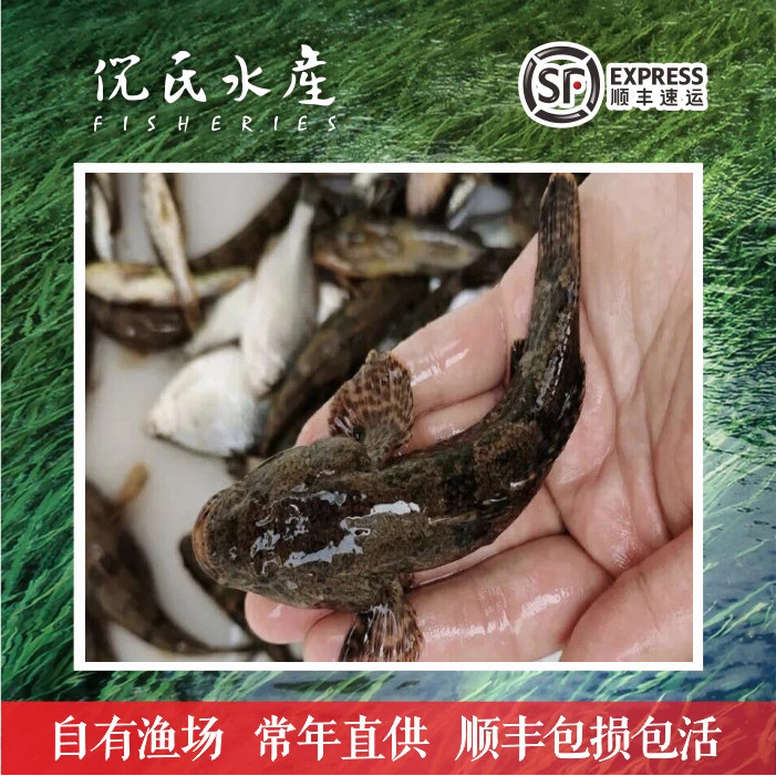 沙塘鳢鱼苗虎头鲨呆子鱼河川沙塘鳢苗土布鱼虎头呆土婆鱼淡水鱼苗