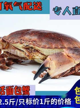 鲜活面包蟹超大海鲜水产保活
