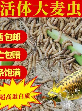 广东优质蛋白虫种虫大麦虫面包虫活体虫守宫蜥蜘蛛鸟活食包邮特价
