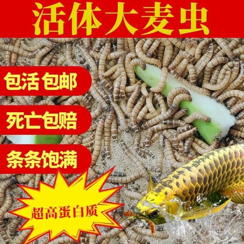 广东优质蛋白虫种虫大麦虫面包虫活体虫守宫蜥蜘蛛鸟活食包邮特价