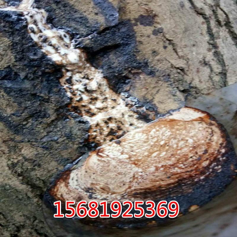 湖北恩施毛坝生漆包邮 土漆 天然漆国漆古琴斫琴棺材寿木专用面漆