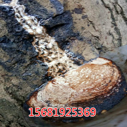 湖北恩施毛坝生漆包邮 土漆 天然漆国漆古琴斫琴棺材寿木专用面漆