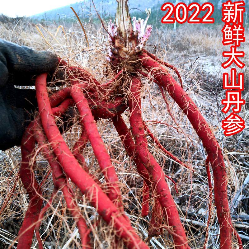 25年现挖新鲜生丹参2斤包邮条整棵中药材紫丹参血参根丹参1斤装