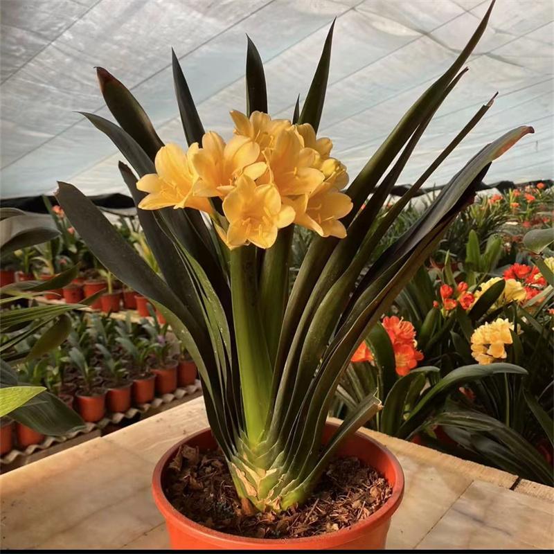 黄佛手君子兰黄花室内盆栽绿植花卉吸甲醛防辐射客厅办公桌包邮