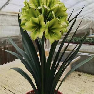 绿佛手君子兰绿花室内盆栽绿竹花卉吸甲醛净化空气室内客厅包邮