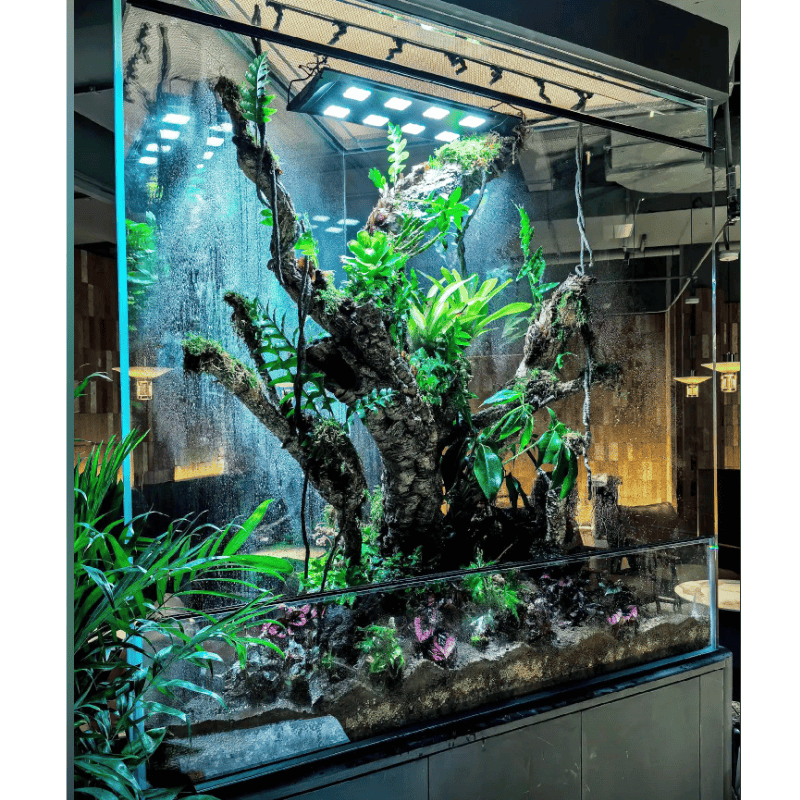 米熊 生态雨林缸 水陆缸 热带雨林造景缸超白蜥蜴爬虫玻璃定制