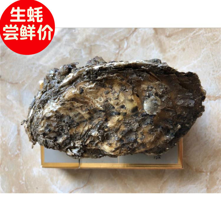 实拍生蚝鲜活带壳生蚝肉新鲜即食牡蛎海鲜水产海蛎子烧烤60个包邮