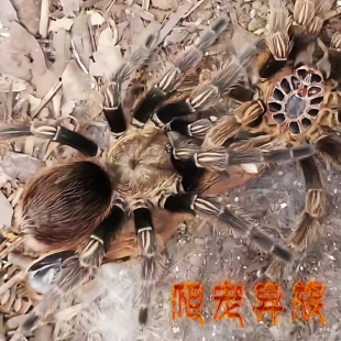 黄膝美人蜘蛛Euathlus valparaiso蓝腿美人同属温顺不踢毛好饲养