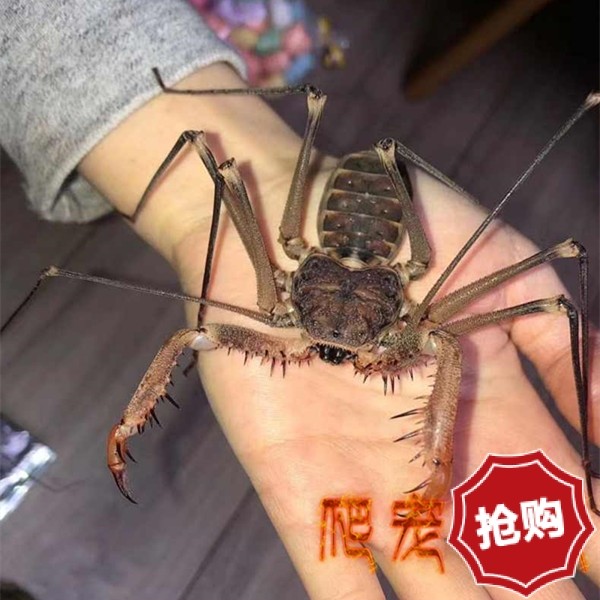 墨西哥锈色冠鞭蛛 超大体型耐干旱型无毒好饲养可上手不会攻击人
