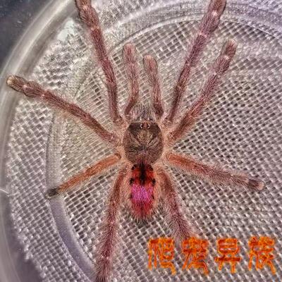 奥利维拉巴西树彩温顺蜘蛛