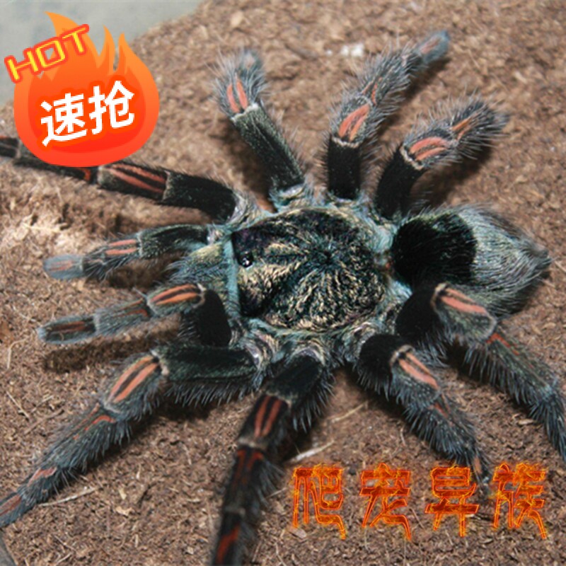 秘鲁炎纹巨人捕鸟蛛超大黑色烈焰纹超明显稀有物种高端蜘蛛收藏款