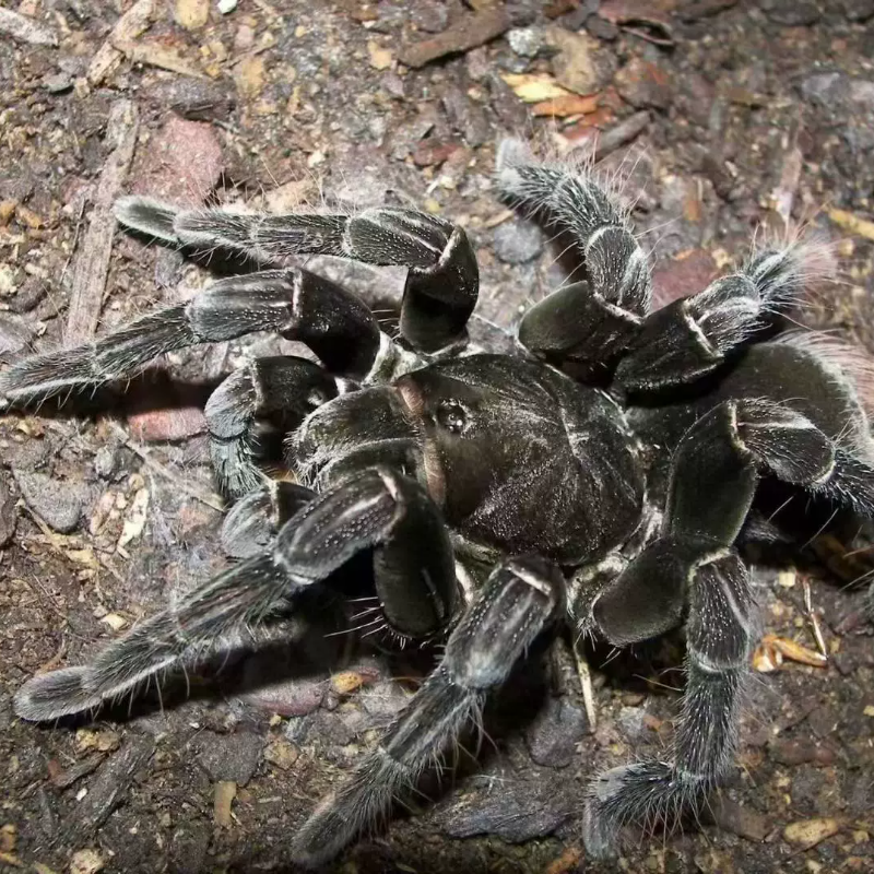 里奥班巴产地玻刚 Pamphobeteus cf.antinous Rio Urubamba黑波刚