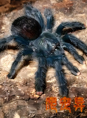 巴西蓝绿粉趾 温顺类蜘蛛（AVicularia sp geroldi）收藏款粉趾