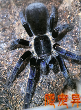 安达曼幽蓝地老虎Ornithoctonus sp. 