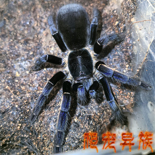 安达曼幽蓝地老虎Ornithoctonus sp. 