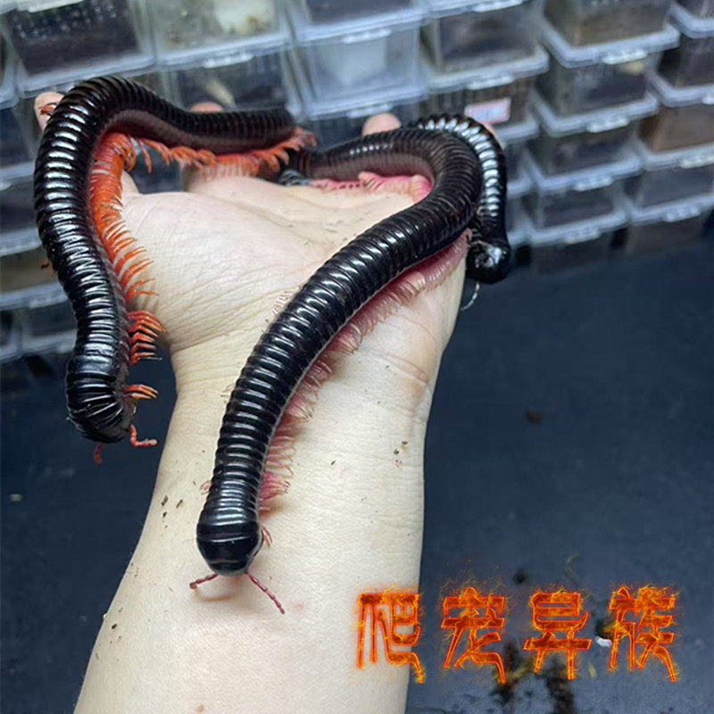 婆罗洲巨人马陆 千足虫巨人马陆超大温顺好养超帅气新手推荐马陆